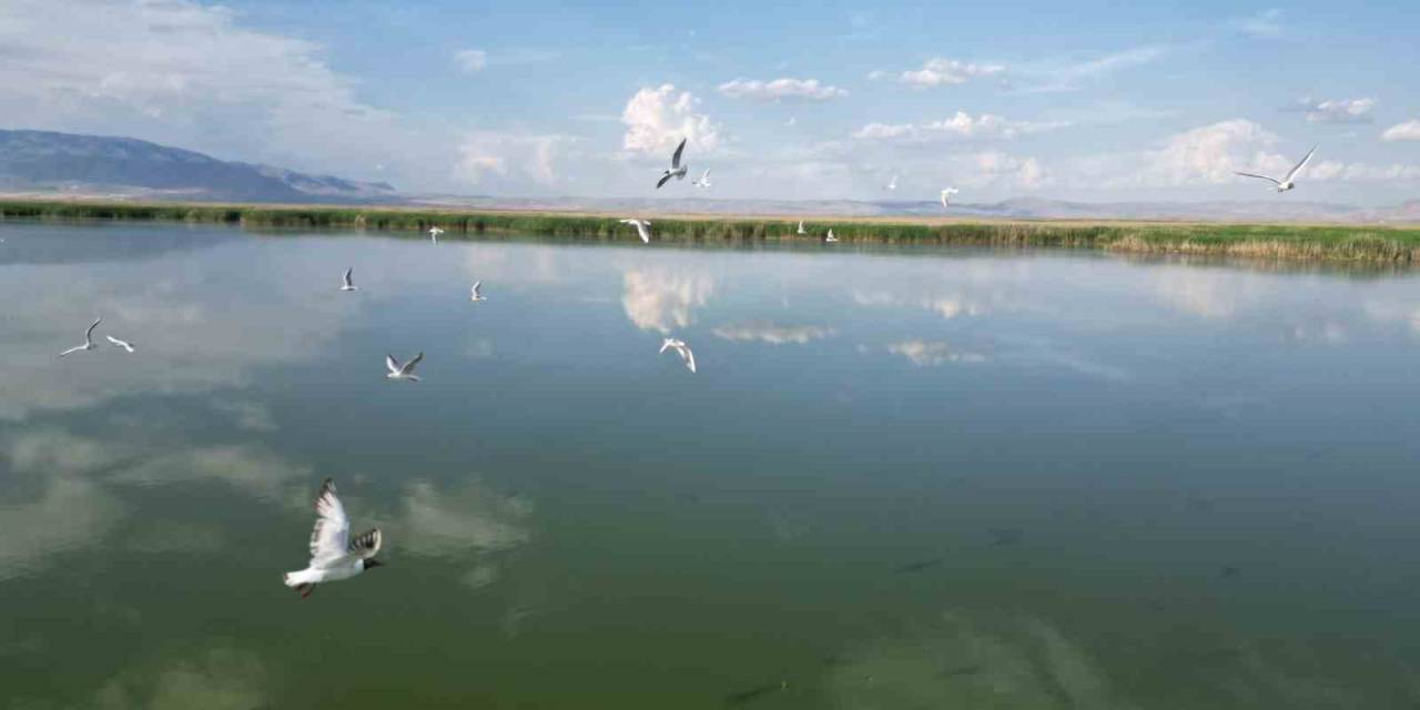 Eber Gölü’nde Su Seviyesinin Azalması Kuş Türlerini Olumsuz Etkiledi