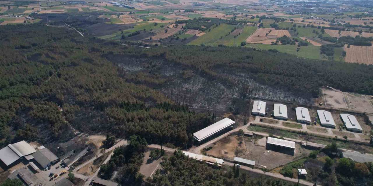 Uludağ Üniversitesi’ndeki Yangının Hasarı Ortaya Çıktı: 897 Dekar Orman Ve Biçilmiş Alan Küle Döndü