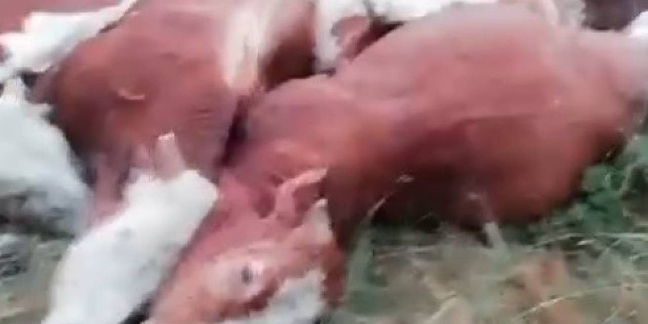 Kars’ta Üzerlerine Yıldırım Düşen 10 Hayvan Telef Oldu