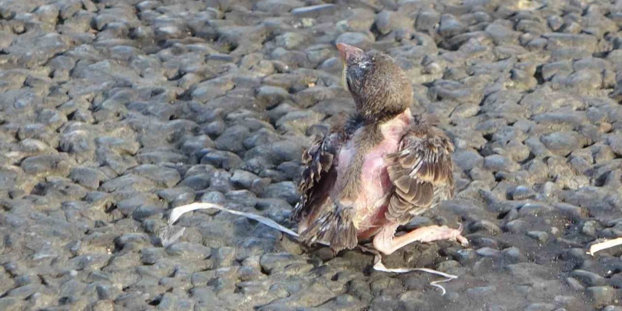 Taksim’de Yere Düşen Yavru Serçe İçin Polis Ve İtfaiye Ekipleri Seferber Oldu