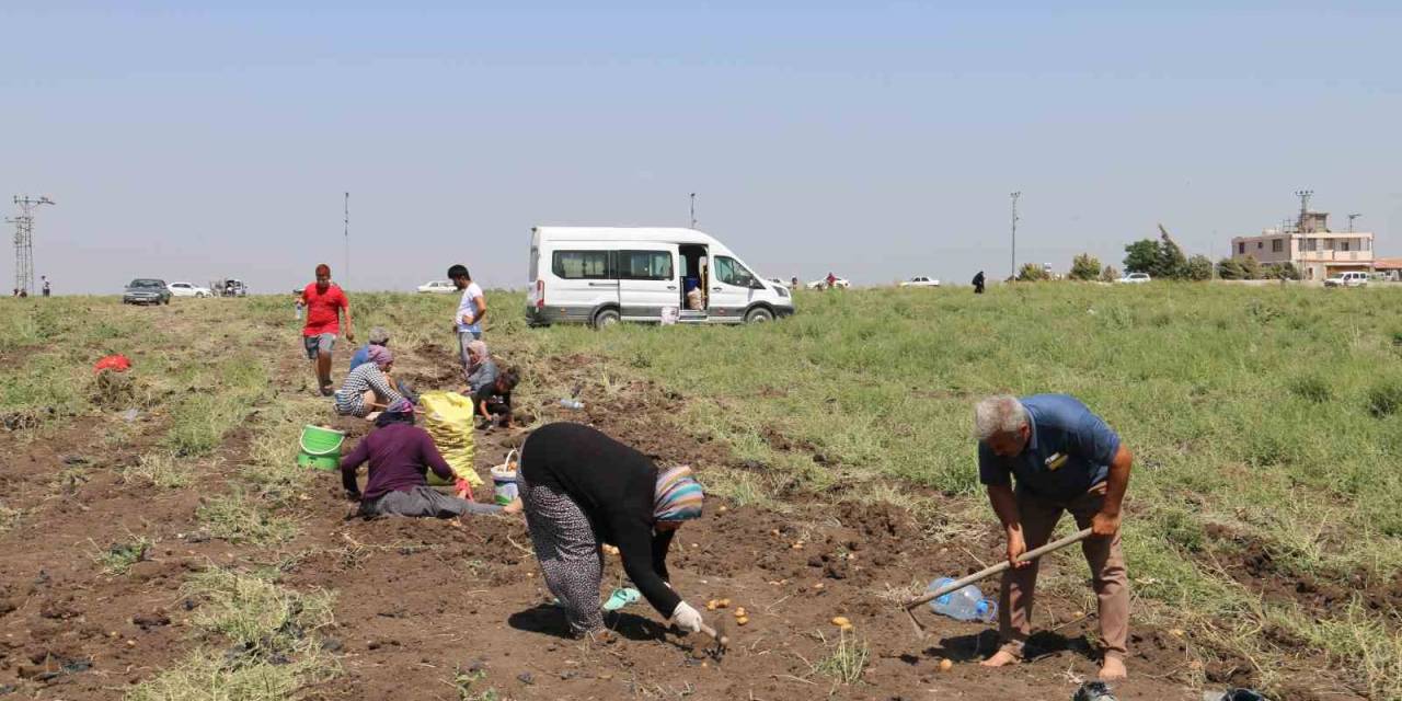 Depremzede Çiftçi 350 Dönümlük Arazisindeki Patatesi Hayrına Vatandaşlara Bıraktı