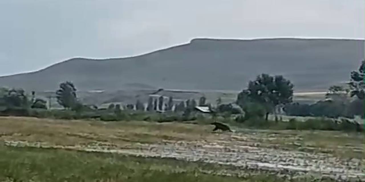 Aşkale’de Ayılar Çiftçileri Korkutuyor
