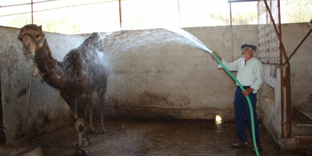 Hava Sıcaklıkları Develeri Bile Bunalttı, Sahipleri Serpme Su İle Serinletmeye Başladı