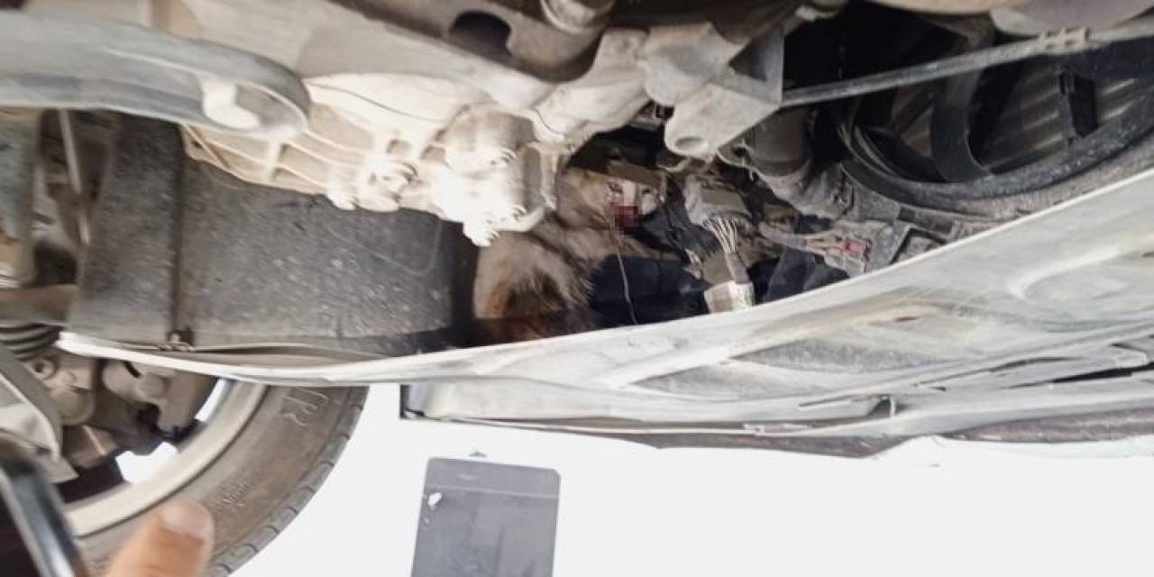 Otomobilin Motor Kısmına Sıkışan Kedi Tedavi Altına Alındı