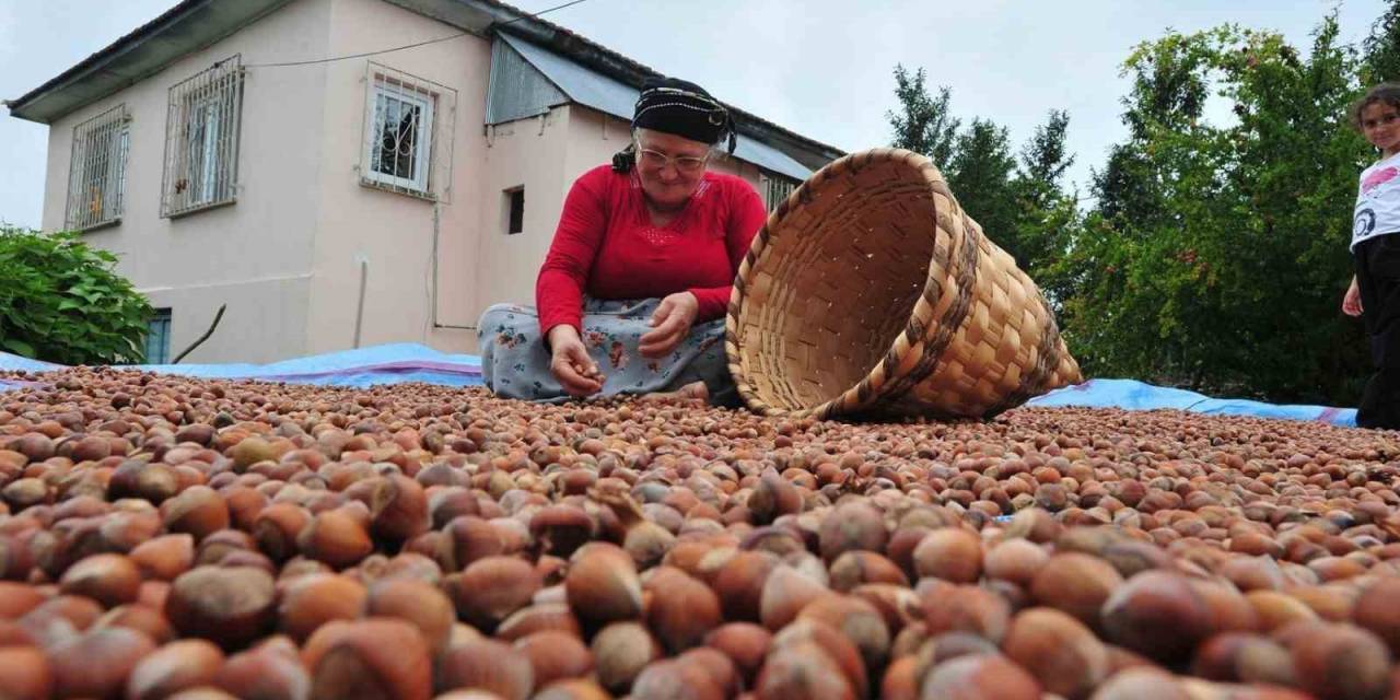 Düzce’de Yılın İlk Yarısında 6 Bin 40 Ton Fındık İhraç Edildi