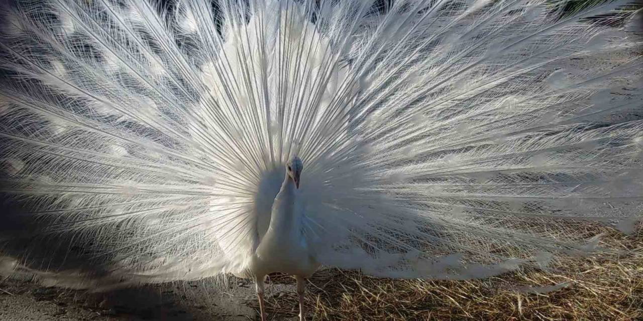 Tavus Kuşları Van’ı Sevdi