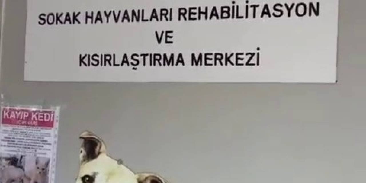 Büyükada Rehabilitasyon Merkezi’nde ’hayvanlara Bakılmıyor’ İddiası