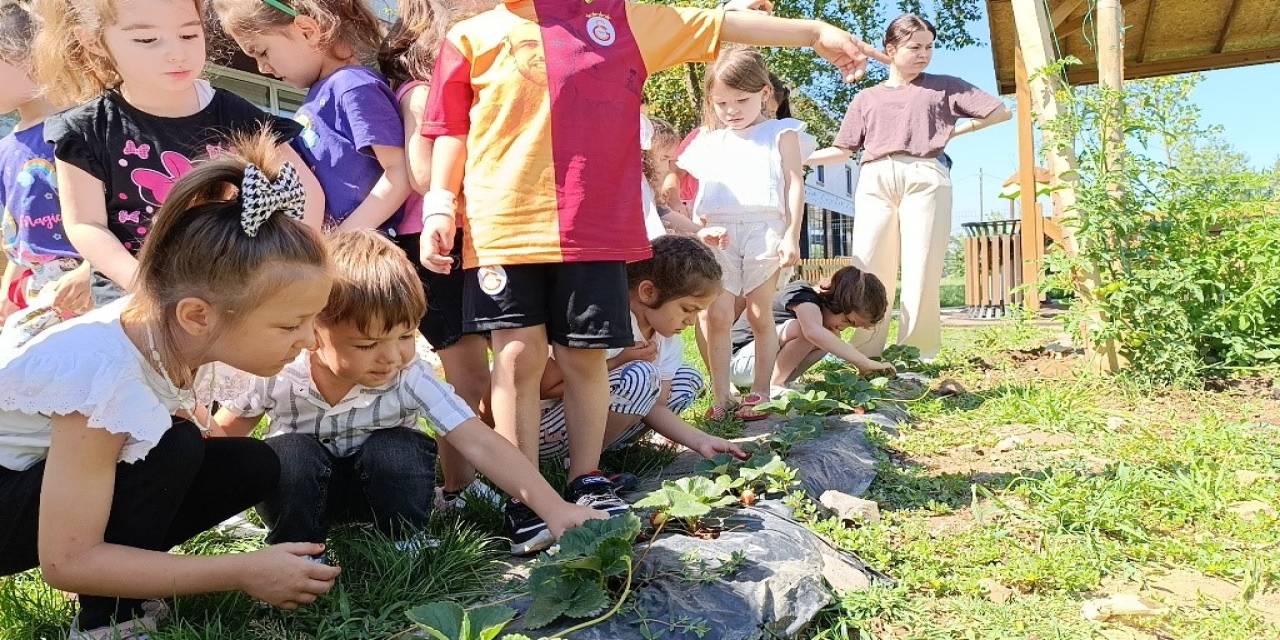 Minikler, Hobi Bahçesinde İlk Hasatlarını Yaptı