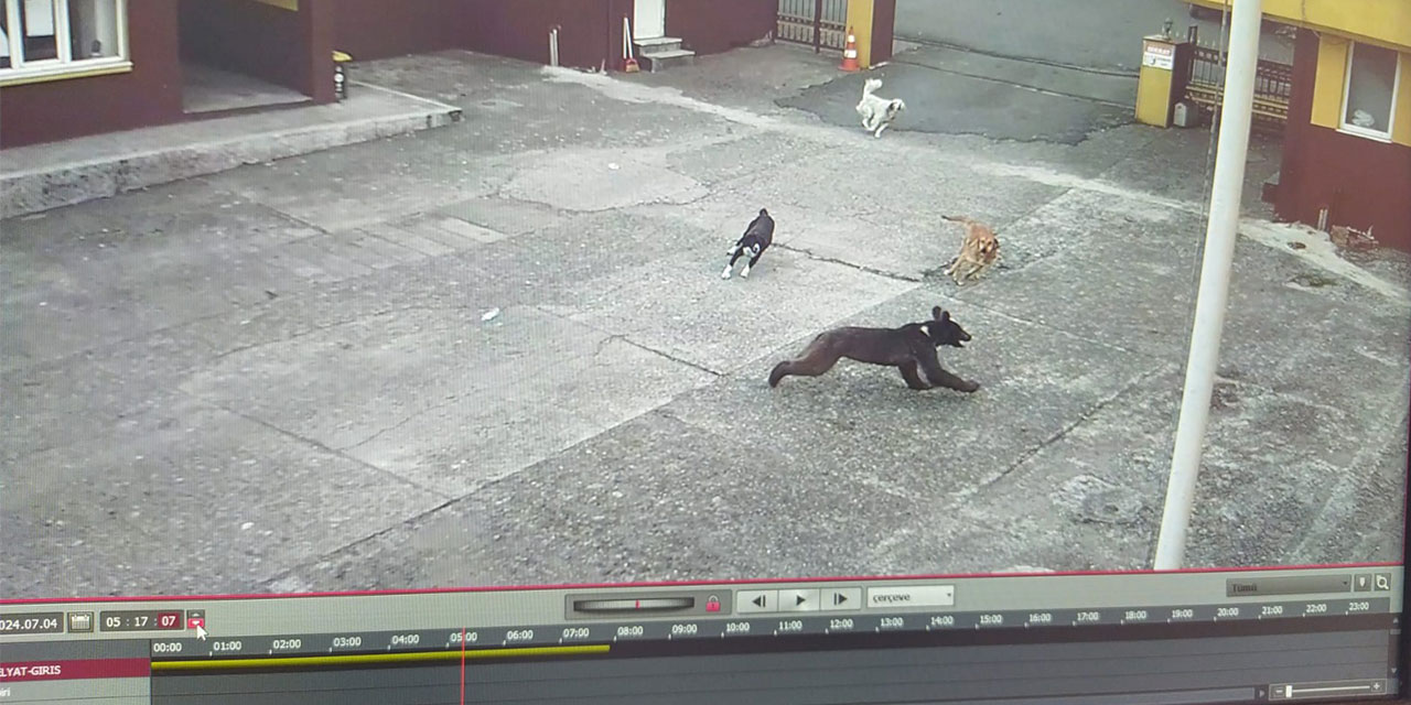 Rize'de çay fabrikasına giren ayıyı sahipsiz köpekler kovaladı