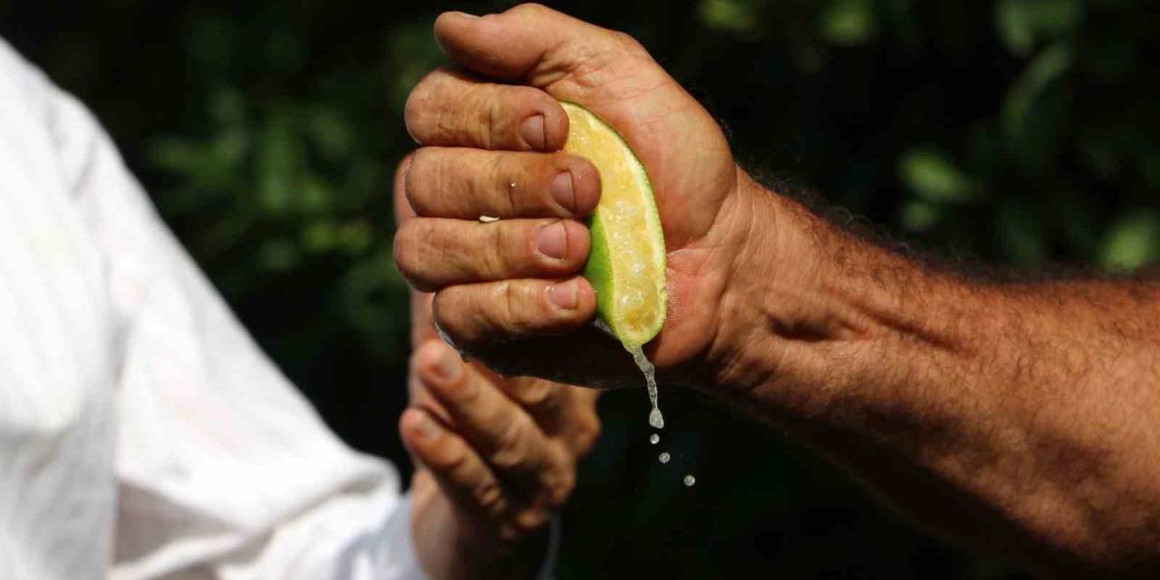 Çukurova’da Erken Hasat Edilen Mayer Limonların Kalitesinde Büyük Risk