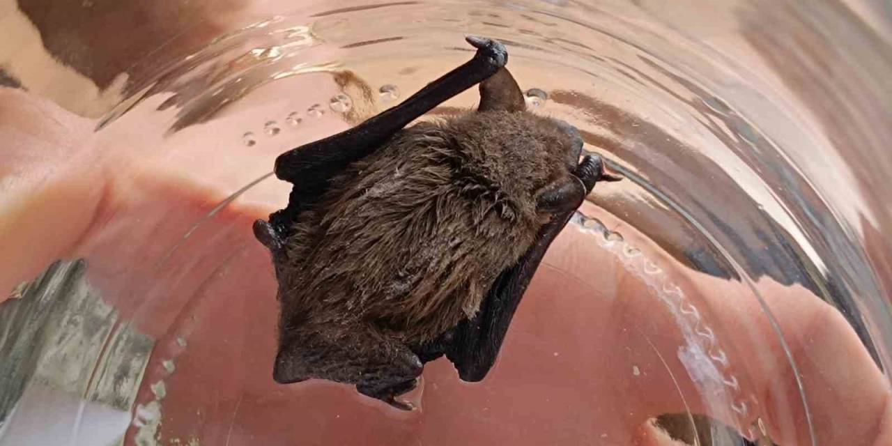 Avukatın Yaralı Halde Bulduğu Cüce Yarasa Koruma Altına Alındı