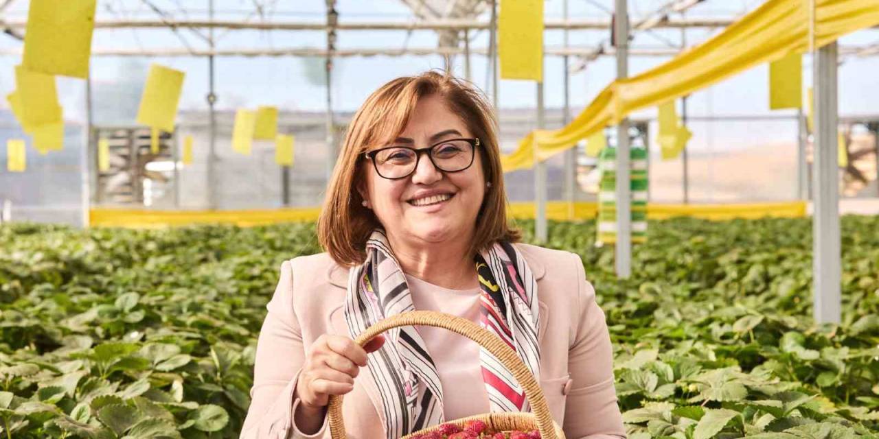 Çöplerden Elde Edilen Isıdan Yararlanılan Çilek Serası İlk Hasadını Verdi