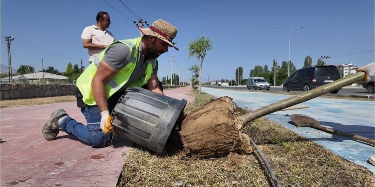 Iğdır Belediyesi Şehrin Farklı Yerlerine Yeni Ağaçlar Dikti