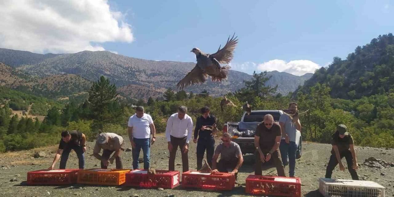 Derebucak’ta Doğaya 800 Kınalı Keklik Bırakıldı