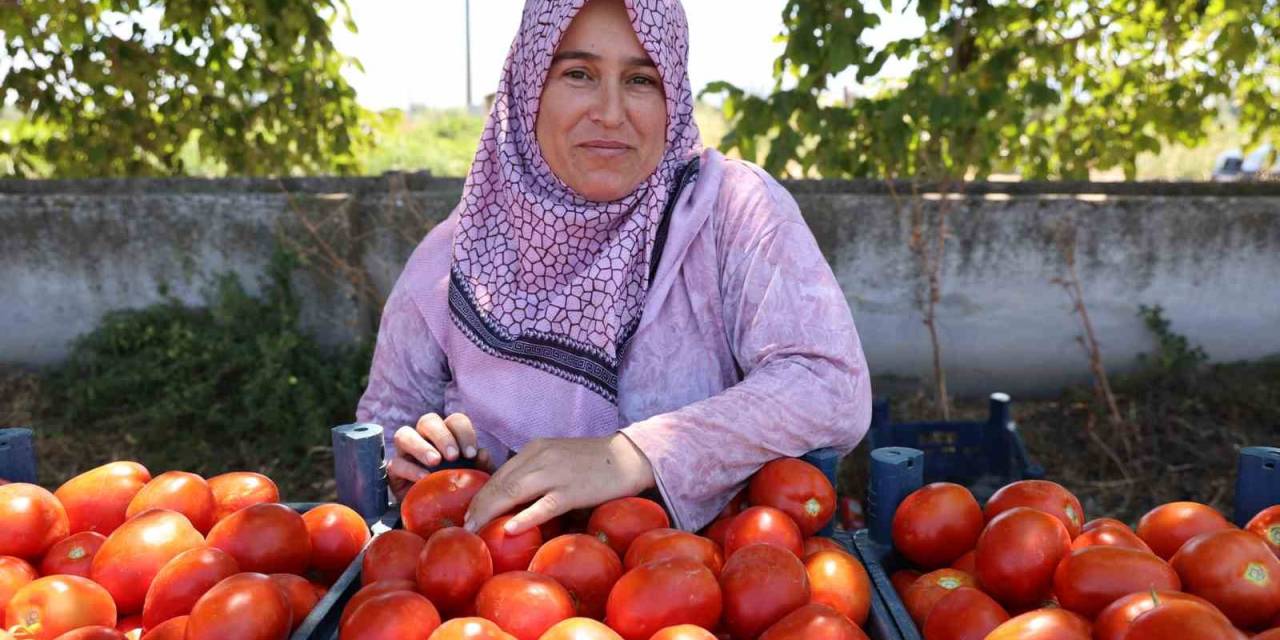 Aydın’da Domates Hasadı Sürüyor