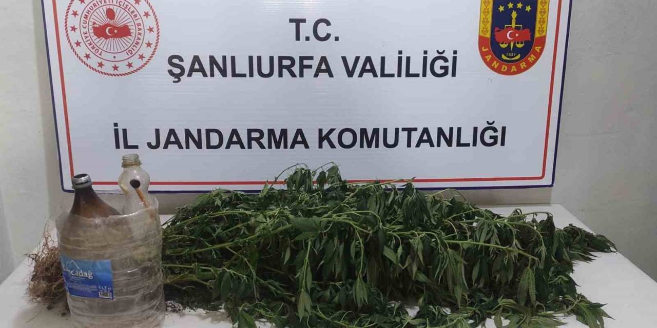 Şanlıurfa’da Kenevir Bitkisi Eken 3 Kişi Yakalandı