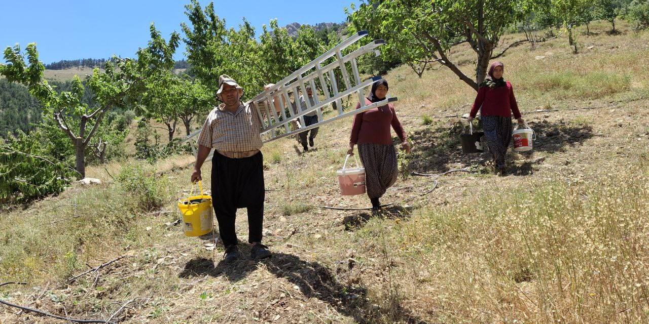 Sıcak Hava Kiraz Hasadını Erken Tamamlattı