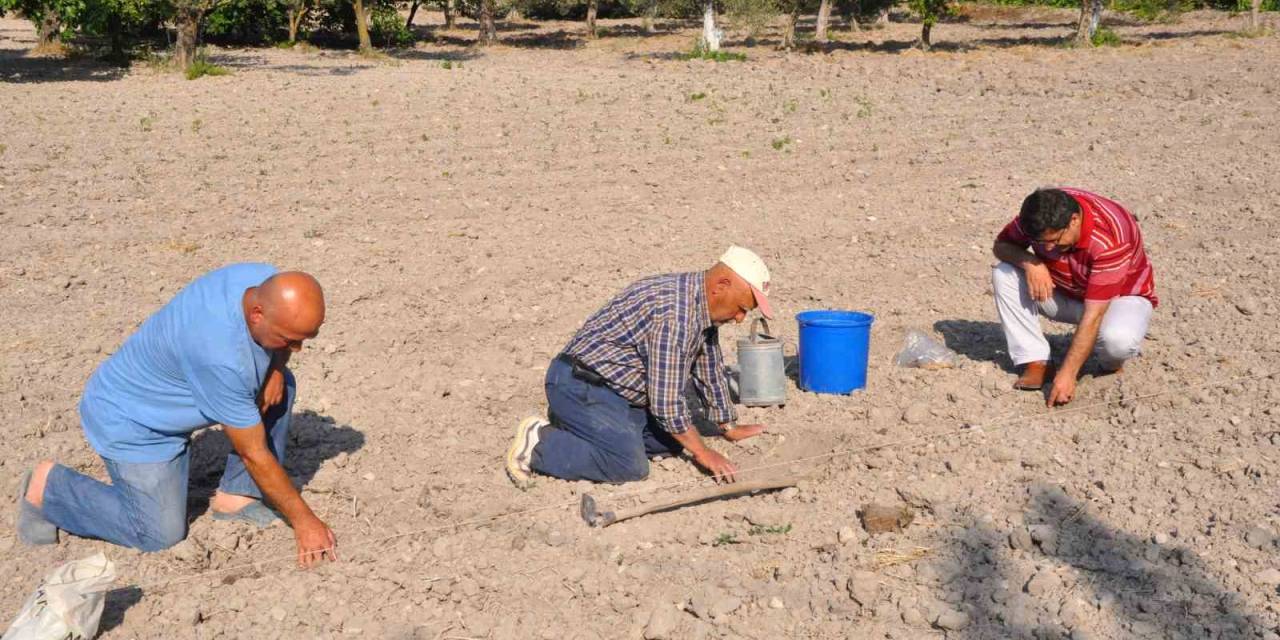 Kırkağaç Kavununda Ekim Yapıldı, Hasat Ağustosta