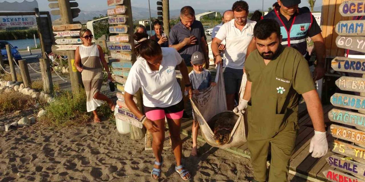 Yaralı Caretta Caretta Cerrahi Müdahalenin Ardından Denize Bırakıldı