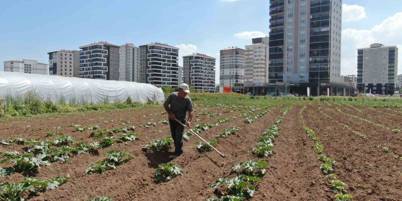 Apartmanlar Arasında Tarım