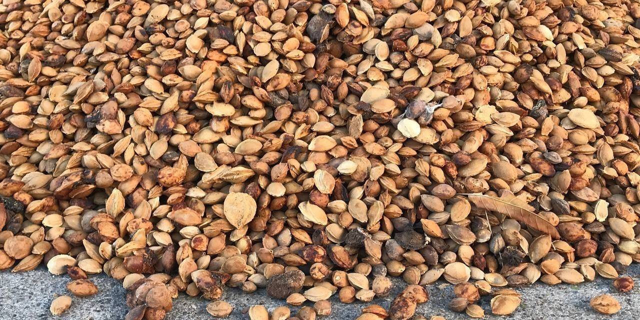 Erzincan’dan Malatya’ya 200 Ton Acı Kayısı Çekirdeği Gönderiliyor