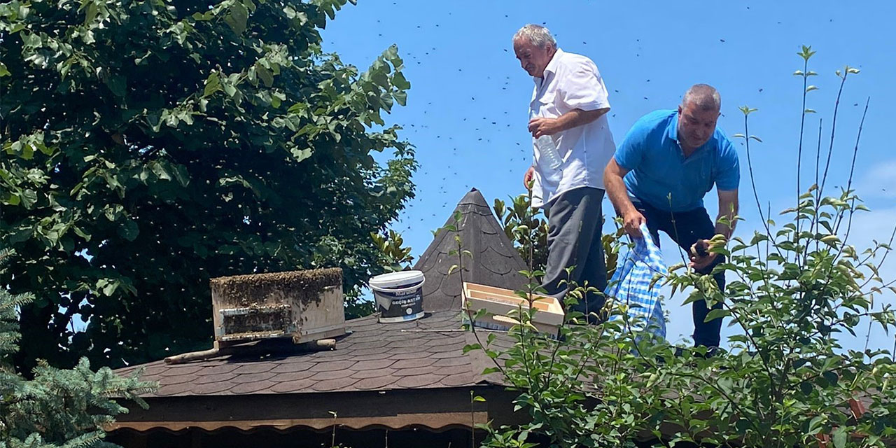 Rize’de oğul veren arılara İl Genel Meclisi üyesi müdahale etti