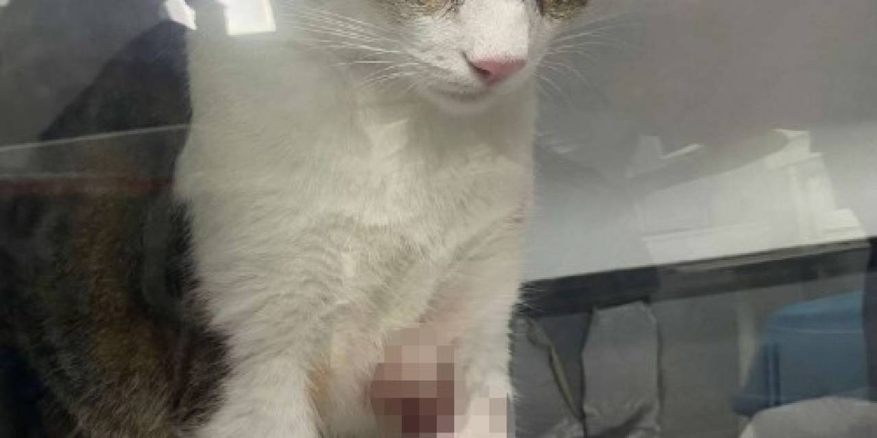 Kedi Şirine’yi Tekmeleyerek 4. Kattan Aşağı Atan Akademisyen Hakkında Karar: 1 Yıl 6 Ay Hapsine Hükmedildi