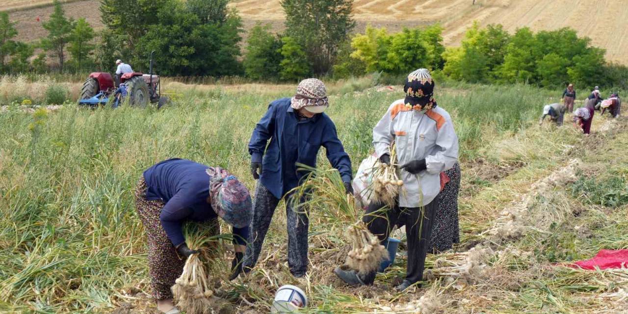 Taşköprü Sarımsağında Hasat Devam Ediyor, 40 İla 130 Lira Arasında Satılıyor