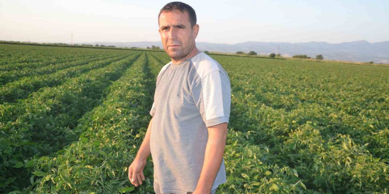 Turgutlu’da Domates Üreticisi Fiyatları Düşük Buluyor