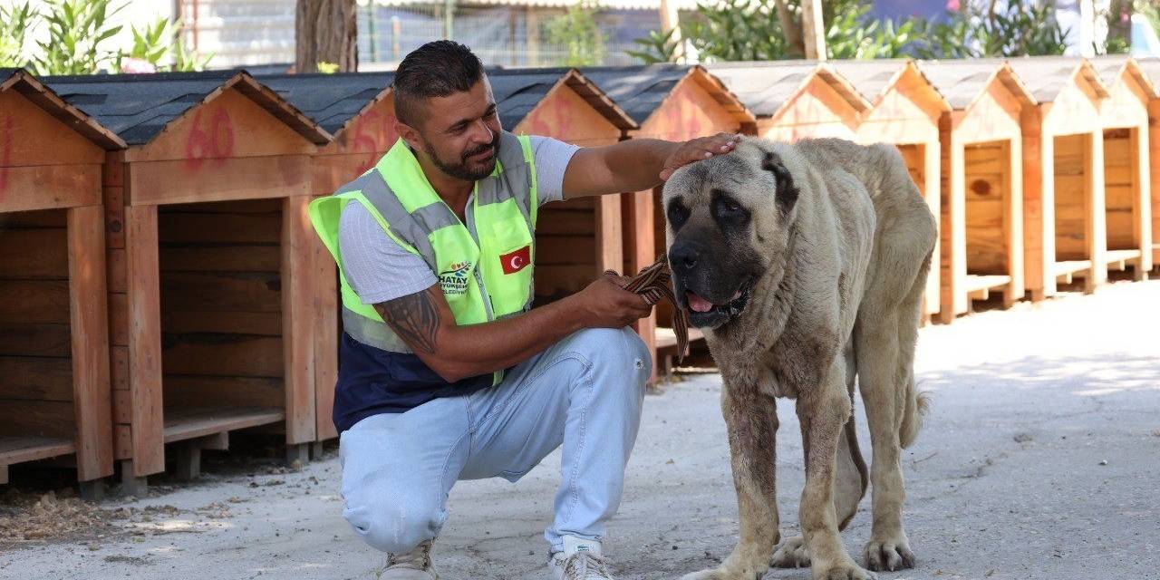 Deprem Bölgesinde Sokak Hayvanları Unutulmuyor