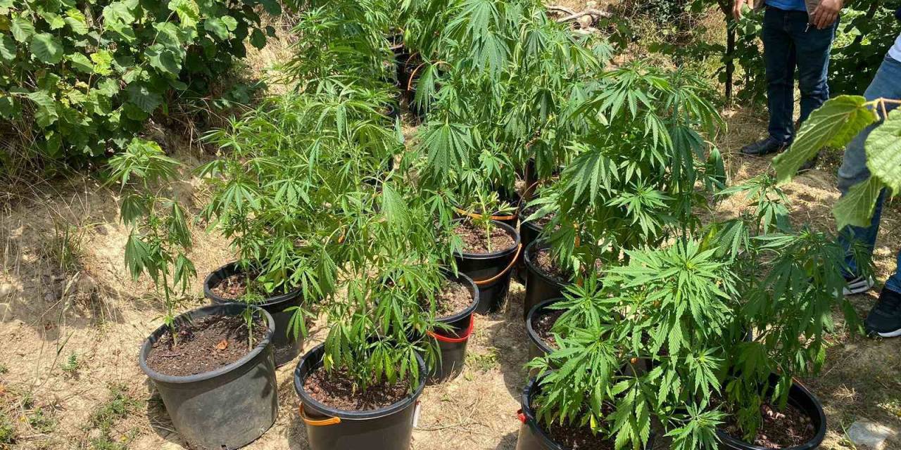 Fındık Bahçesinde Ekili 262 Kök Kenevir Ele Geçirildi