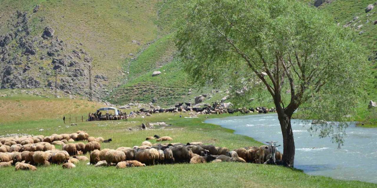 İdil’de "Şap Hastalığı" Nedeniyle Hayvan Giriş Çıkışı Yasaklandı