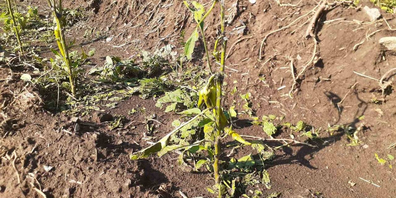 Tunceli’de Yıldırım İsabet Eden 2 Kişi Yaralandı