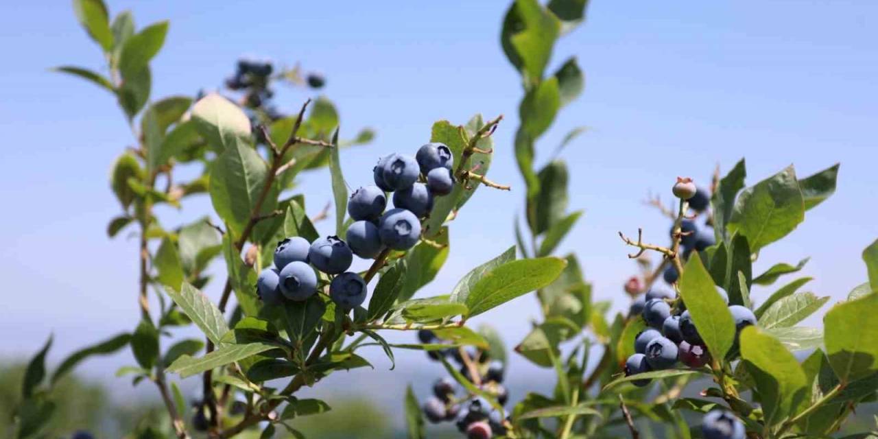 İnegöl’de Yaban Mersi Hasadı Başladı