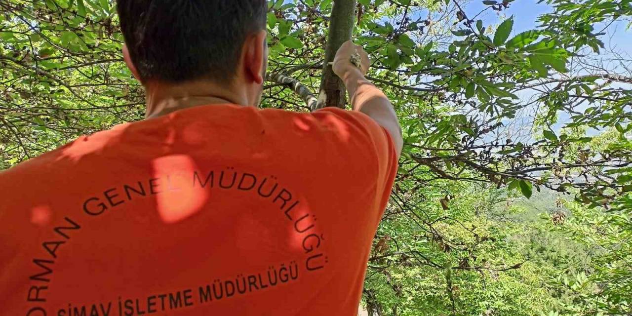 Simav’da Kestane Dal Kanseri İle Biyolojik Mücadele