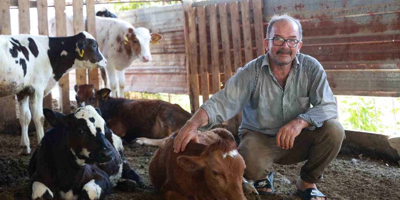 Mustafa Amcanın 85 Bin Tl’ye Satın Aldığı İnek, Sırra Kadem Bastı
