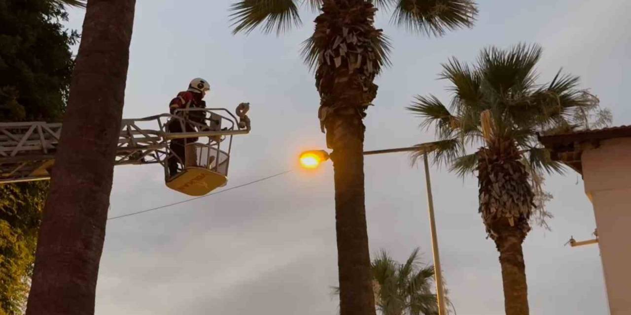 Aydın İtfaiyesinden ’güvercin’ Operasyonu