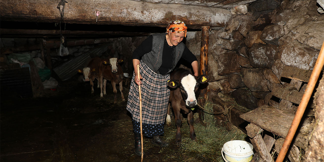 Kaçkar'daki yaylanın kadınları yarım asırdır hayvancılık yapıyor