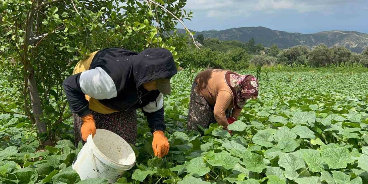 Kavurucu Sıcakta 700 Tl Yevmiyeyle Yapılan Zorlu Hasatta Salatalık Tarladan 5 Tl’den Alıcı Buluyor