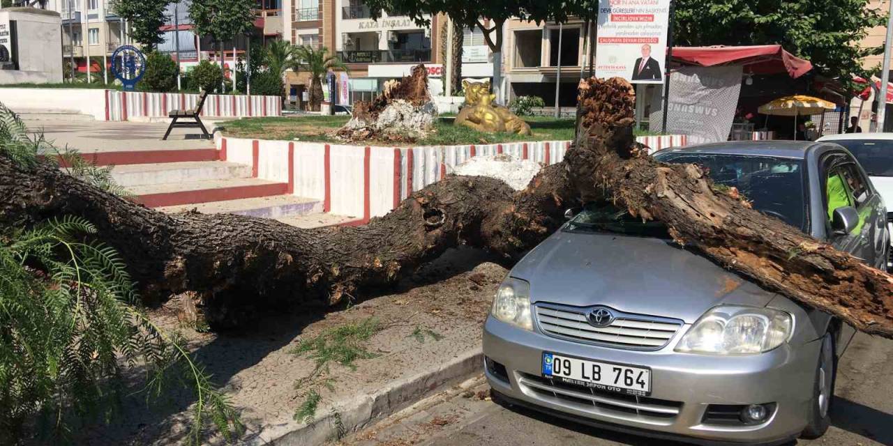Kurtların Kemirdiği Ağaç Büyük Bir Gürültü İle Devrildi
