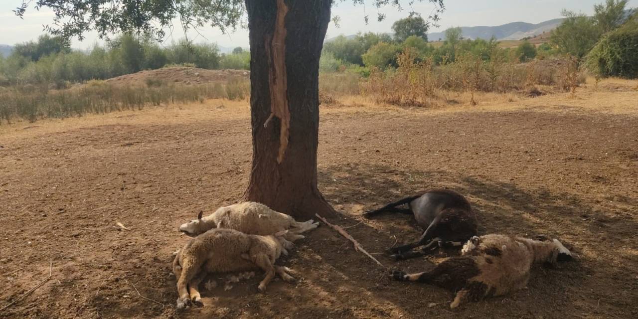 Yıldırım Düşmesi Sonucu 5 Hayvan Telef Oldu