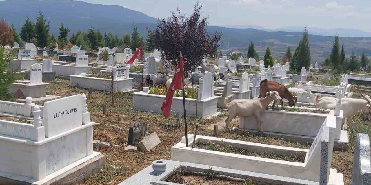 Mezarlıklar Küçükbaş Hayvanların Otlaklığı Oldu