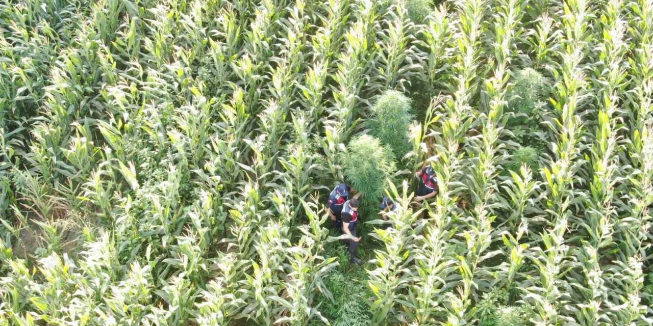 Mısır Yerine Esrar Dikmiş