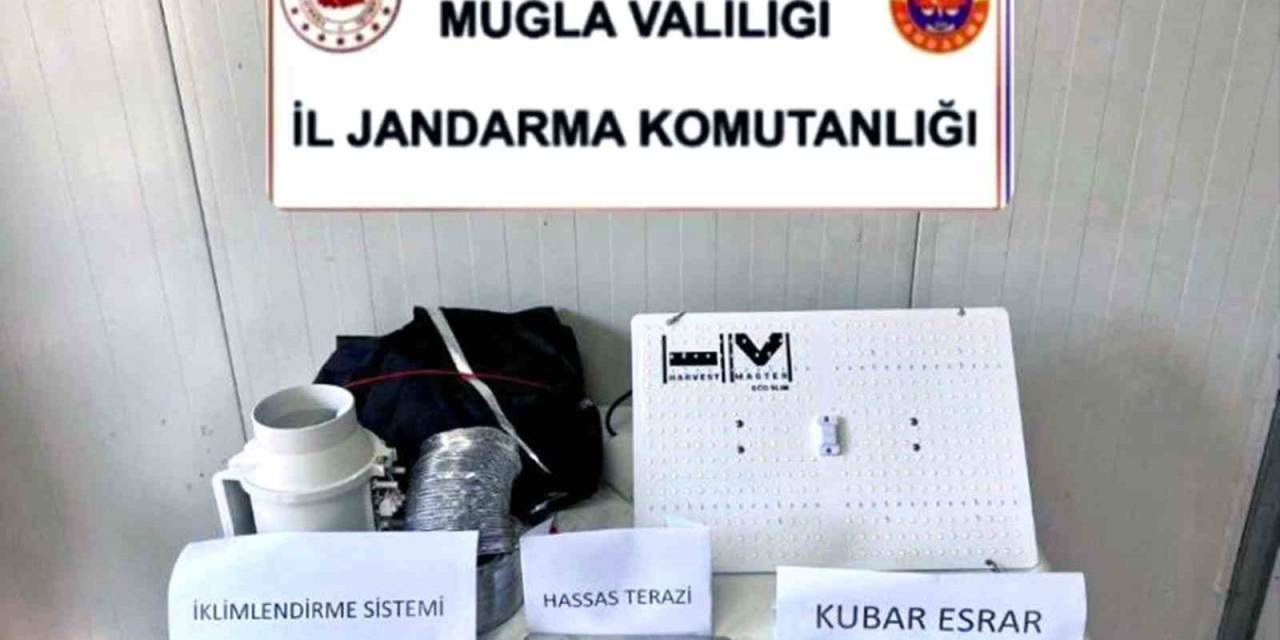 Evde Kenevir Yetiştiricisine Operasyon