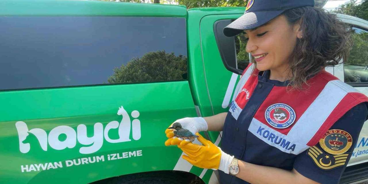 Yalı Çapkını Tedavi Altına Alandı