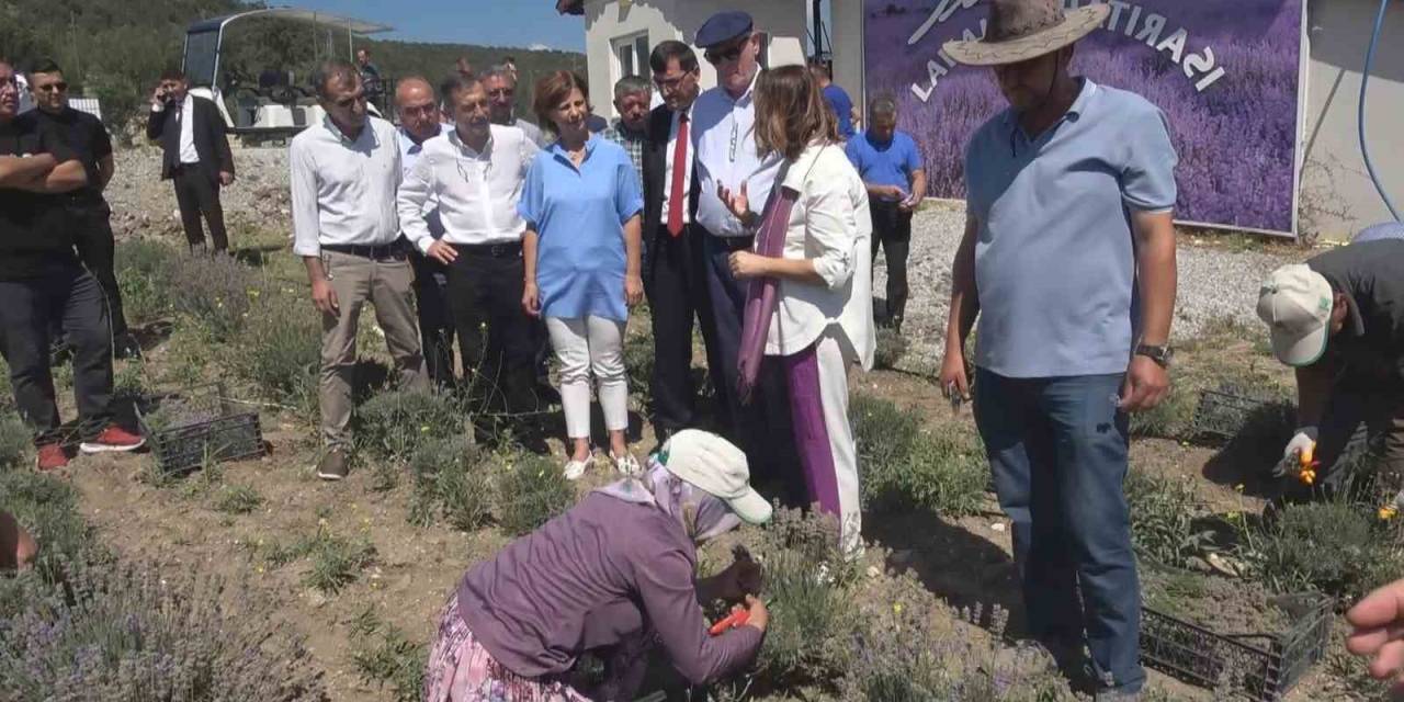 Kütahya’da Çini Sanatçısı Nida Olçar’ın Oluşturduğu Lavanta Bahçesinde Hasat Dönemi Başladı