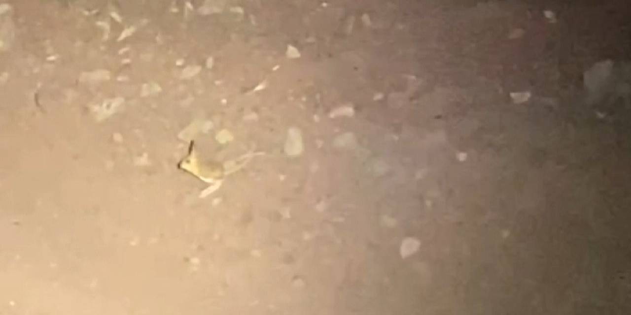 Iucn’nin ‘Kırmızı’ Listesinde Yer Alan Kanguru Faresi Adıyaman’da Görüldü