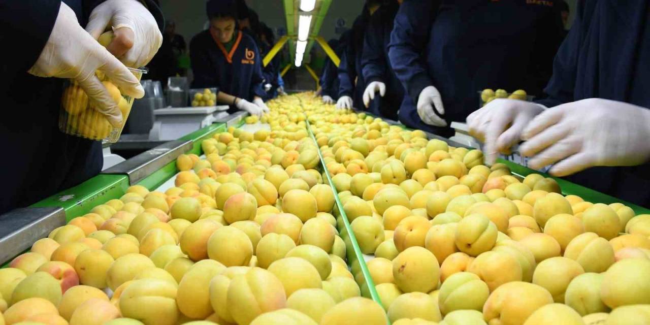 Malatya’da Kayısı Fiyatlarında İstikrar Arayışı