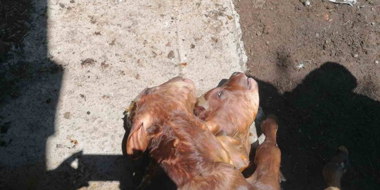 Kastamonu’da Çift Başlı Buzağı Doğdu