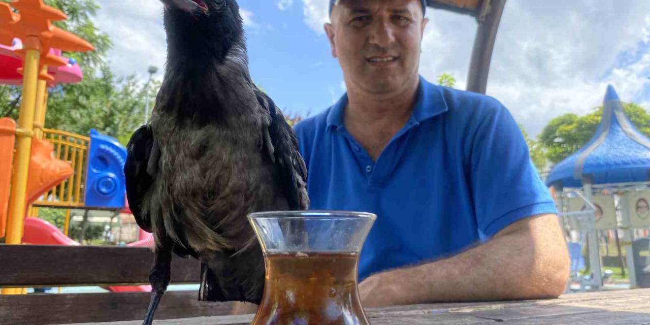 Karga, Rize Çayı Dışında Bir Şey İçmiyor